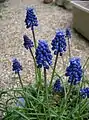 Muscari sp.