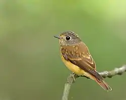 Muscicapa ferruginea -side-8 (2)