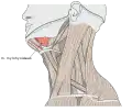 Musculi colli mylohyoideus