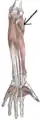 Front of the left forearm. Deep muscles.