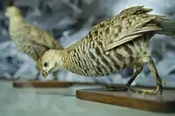 コフウズラ
