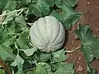 メロンの一種Cucumis melo var.