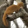 背