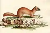 Mustela sibirica（チョウセンイタチ）