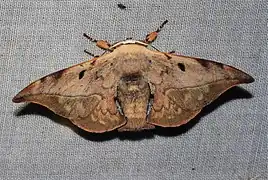 Mustilia dierli（スカシサン亜科 または カバガ科）, マレーシア