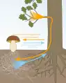 菌根菌と樹木の共生関係のイメージ