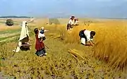 Жатва на Украине（ウクライナの刈入れ）