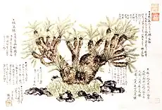 妙國寺蘇鉄之図。寛延3年(1750年)。