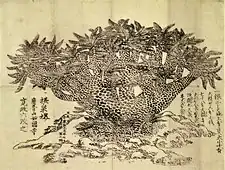 妙國寺蘇鉄之図。寛政6年(1796年)。