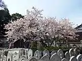 ミョウショウジザクラ
