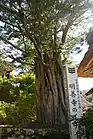 イチイ岐阜県指定天然記念物