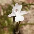 花の細部（正面）