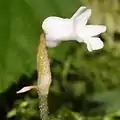 花の側面