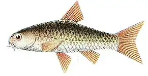 Mystacoleucus marginatus（コイ科）