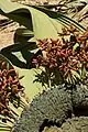 雄花序