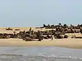 ミナミアフリカオットセイの繁殖地