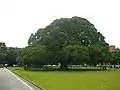 成功大学榕園