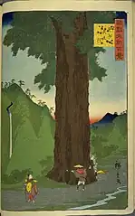 18.甲州矢立杉（安政6年9月）