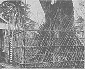 『日本写真帖』掲載の神崎神社の神木の写真。