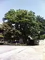 2008年撮影。石段上に伐採前のケヤキが残っている。