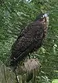 ニュージーランドハヤブサ