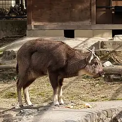 ゴーラル