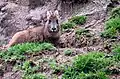 ゴーラルN. goral