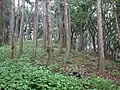 第1号墳の前方部。前方部後方から撮影。
