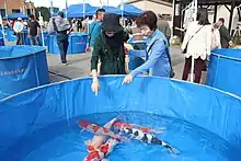 錦鯉発祥の地とされる新潟県長岡市山古志地域で開催される品評会