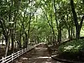 並木道