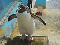 マカロニペンギン