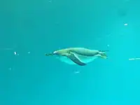 1階の水槽で泳ぐジェンツーペンギン