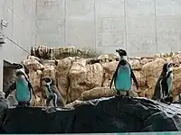 フンボルトペンギン