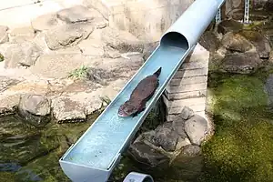 市川市動植物園の流しカワウソ