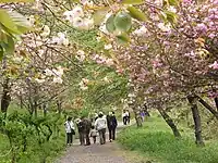 長瀞通り抜けの桜（2009年4月24日撮影）