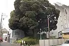 那古野山古墳（2021年2月）