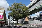 東片端入口付近のクスノキ。かつては木の所まで町並みが張り出していた。