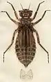 Libellula depressaのヤゴ