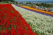 北星山ラベンダー園（2007年8月）