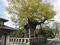 ケヤキ（津山市指定天然記念物）