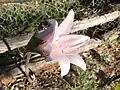 ホンアマリリスAmaryllis belladonnaの花、雌しべの先が分かれていない