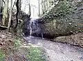 熊の爪