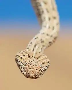 ペリングウェイアダーB. peringueyi