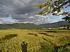 朱川面の水田