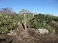 七時雨山北峰 一等三角点がある