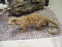 キノボリジャコウネコ
