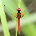 ハッチョウトンボ属ハッチョウトンボNannophya pygmaea