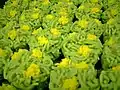 上生菓子の「なたねきんとん」。菜の花を表す。