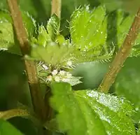 上部の葉の脇に付く雌花
