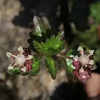 雄花の花被片は5個